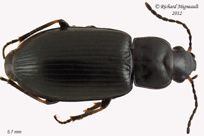 Ground beetle - Bradycellus nigrinus 1 m12