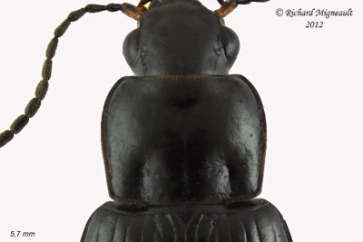 Ground beetle - Bradycellus nigrinus 2 m12