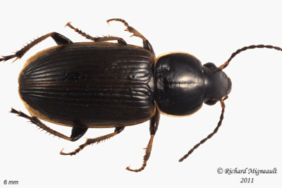 Ground beetle - Stenolophus fuliginosus1 1 m11