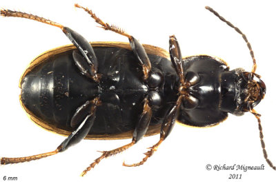 Ground beetle - Stenolophus fuliginosus1 2 m11
