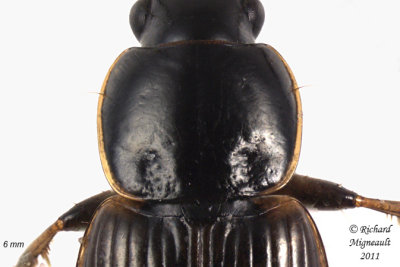 Ground beetle - Stenolophus fuliginosus1 3 m11