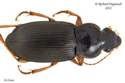 Ground beetle - Harpalus rufipes 2 m12