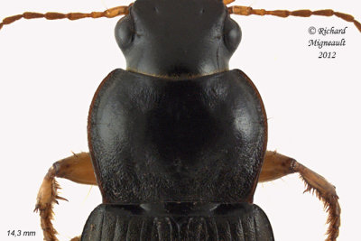 Ground beetle - Harpalus rufipes 3 m12