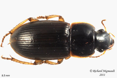 Ground beetle - Harpalus somnulentus 1 m11