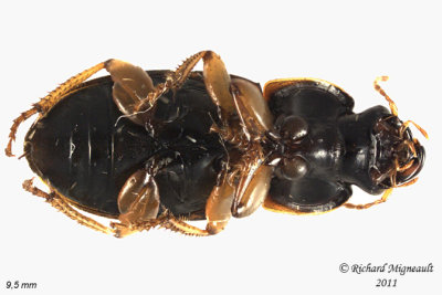 Ground beetle - Harpalus somnulentus 2 m11