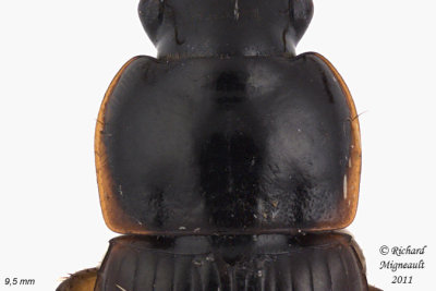 Ground beetle - Harpalus somnulentus 3 m11