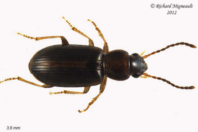 Ground beetle - bradycellus, subgenus Stenocellus m12 1