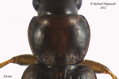 Ground beetle - bradycellus, subgenus Stenocellus m12 2