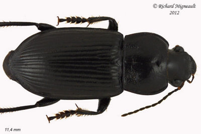 Ground beetle - Anisodactylus sp 1 m12