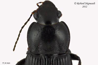 Ground beetle - Anisodactylus sp 2 m12