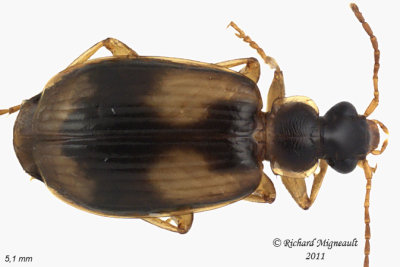 Ground beetle - Lebia fuscata 1 m11