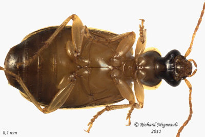 Ground beetle - Lebia fuscata 2 m11