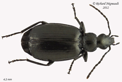 Ground beetle - Lebia moesta 1 m12