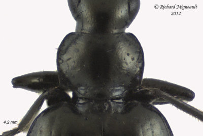 Ground beetle - Lebia moesta 2 m12
