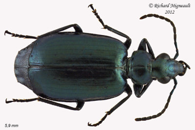 Ground beetle - Lebia viridis 1 m12