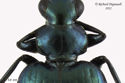 Ground beetle - Lebia viridis 2 m12