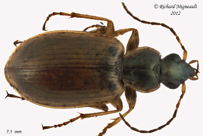 Ground beetle - Agonum anchomenoides 1 m12