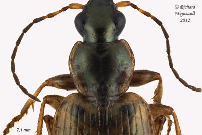 Ground beetle - Agonum anchomenoides 2 m12