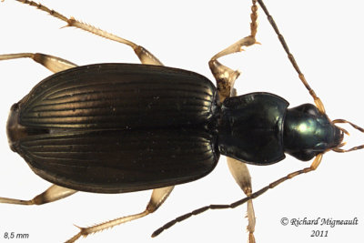Ground Beetle - Agonum extensicolle 1 m11