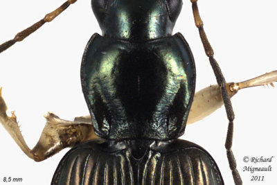Ground Beetle - Agonum extensicolle 2 m11