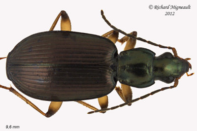Ground beetle - Agonum extensicolle 5 m12
