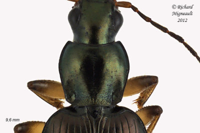 Ground beetle - Agonum extensicolle 6 m12