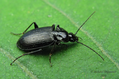 Ground Beetle - Agonum melanarium 1 m10