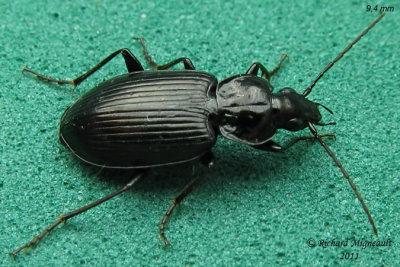 Ground Beetle - Agonum melanarium 1 m11