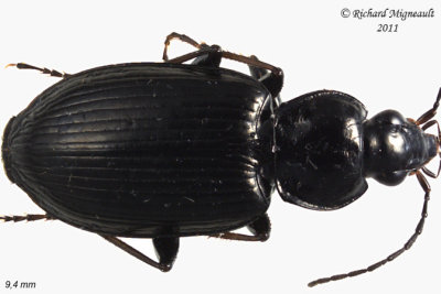 Ground Beetle - Agonum melanarium 2 m11