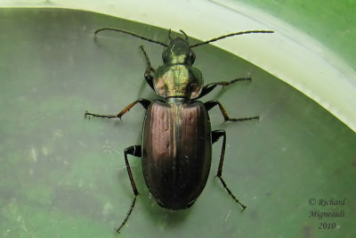 Ground Beetle - Agonum muelleri 1 m10