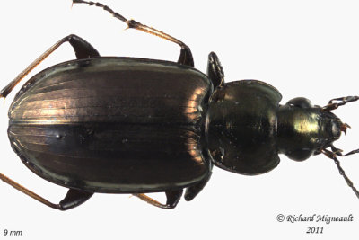 Ground beetle - Agonum muelleri 3 m11