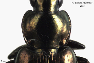 Ground beetle - Agonum muelleri 4 m11
