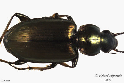 Ground beetle - Agonum muelleri 5 m11