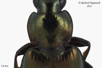 Ground beetle - Agonum muelleri 6 m11