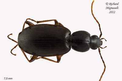 Ground beetle - Agonum gratiosum1 m12