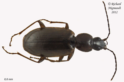 Ground beetle - Agonum Subgenus Europhilus sp1 1 m12
