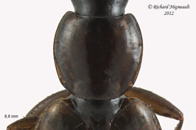 Ground beetle - Agonum Subgenus Europhilus sp1 2 m12