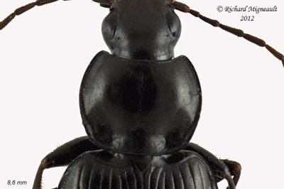Ground beetle - Agonum melanarium group 2 m12