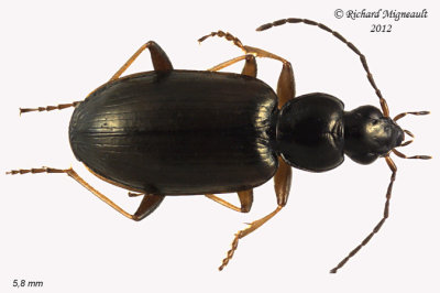 Ground beetle - Agonum Subgenus Europhilus 1 m12