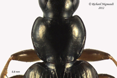 Ground beetle - Agonum Subgenus Europhilus 2 m12