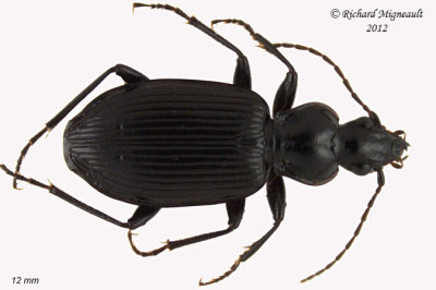 Ground beetle - Platynus decentis 2 1 m12