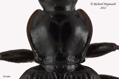 Ground beetle - Platynus decentis 2 2 m12