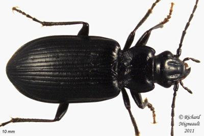 Woodland Ground Beetle - Diplous rugicollis 1 m11