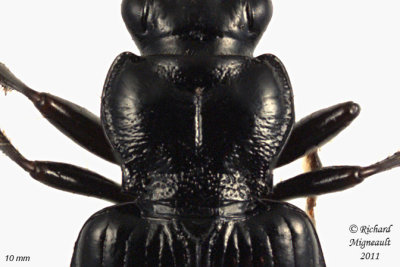 Woodland Ground Beetle - Diplous rugicollis 2 m11