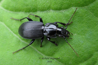 Woodland Ground Beetle - Pterostichus coracinus 1 m10