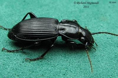 Woodland Ground Beetle - Pterostichus coracinus 1 m11