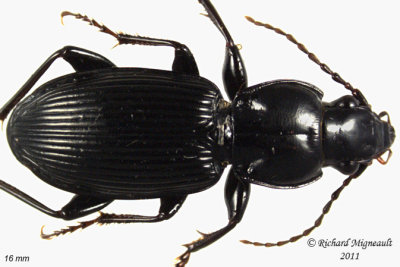 Woodland Ground Beetle - Pterostichus coracinus 2 m11