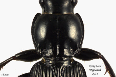 Woodland Ground Beetle - Pterostichus coracinus 3 m11