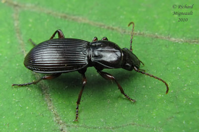 Woodland Ground Beetle - Pterostichus femoralis 3m10