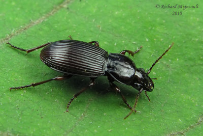 Woodland Ground Beetle - Pterostichus femoralis 4m10